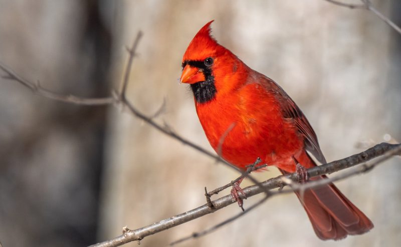 Cardinals in New York