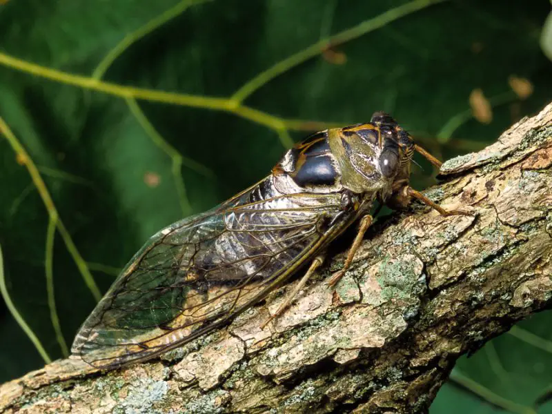 Cicadas in Florida