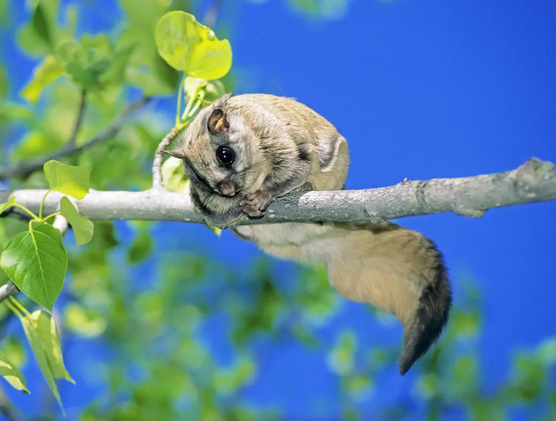 Flying Squirrels in Minnesota