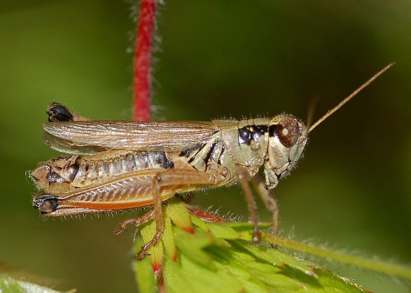 Grasshoppers in Montana