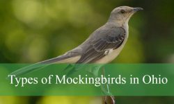 3 Types of Mockingbirds in Ohio (With Pictures and Identification)