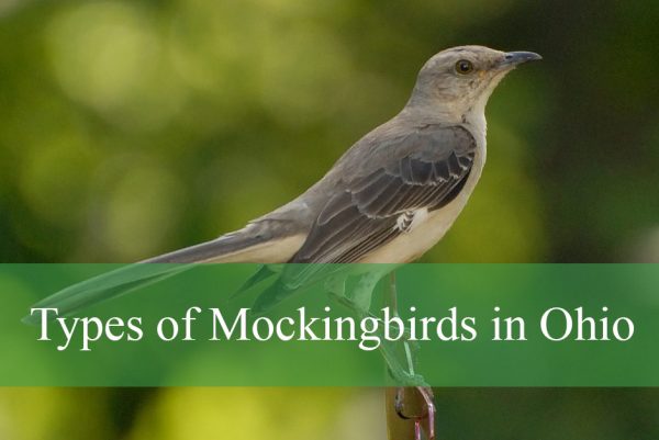 Mockingbirds in Ohio
