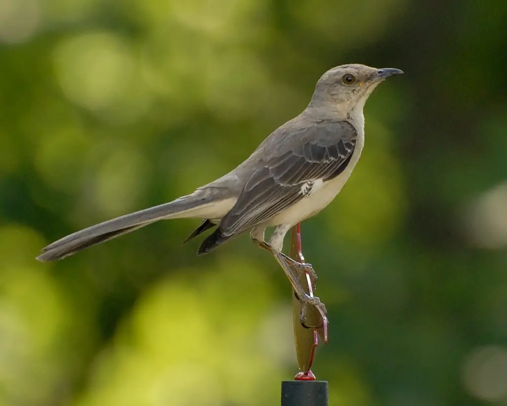 Mockingbirds in Ohio