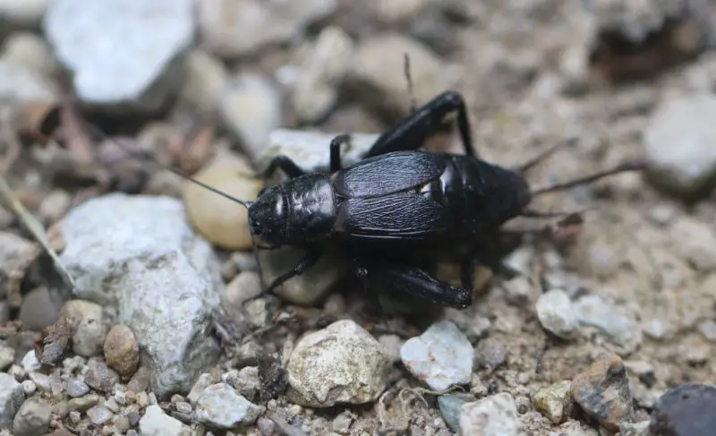 Crickets in New York