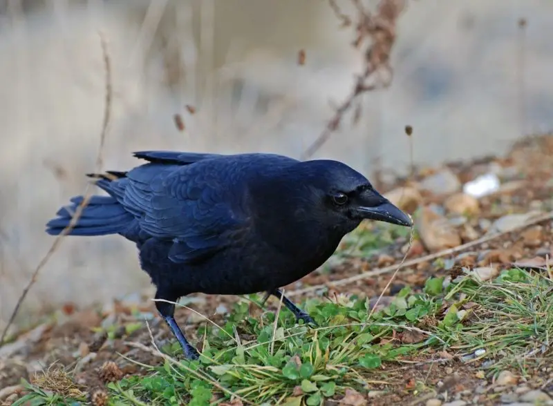 Crows in Oregon