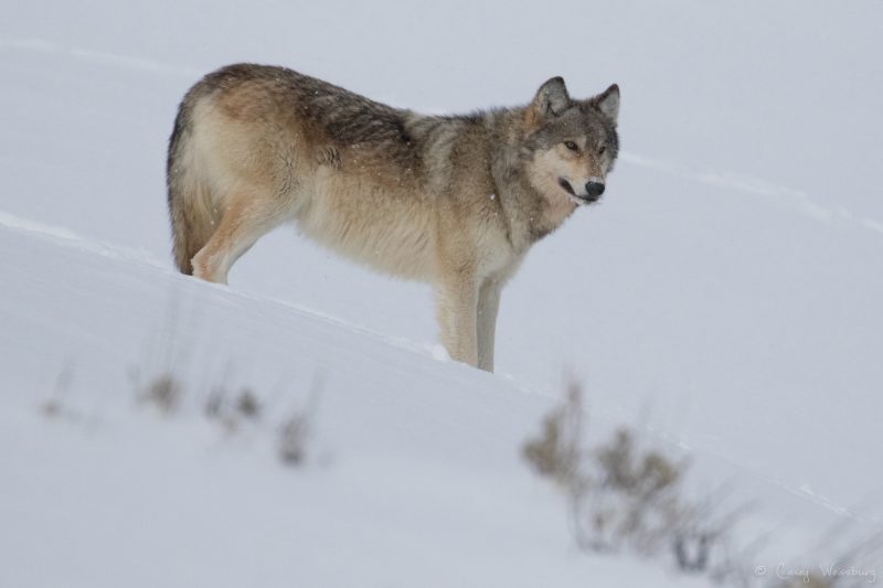 Wolves in Colorado