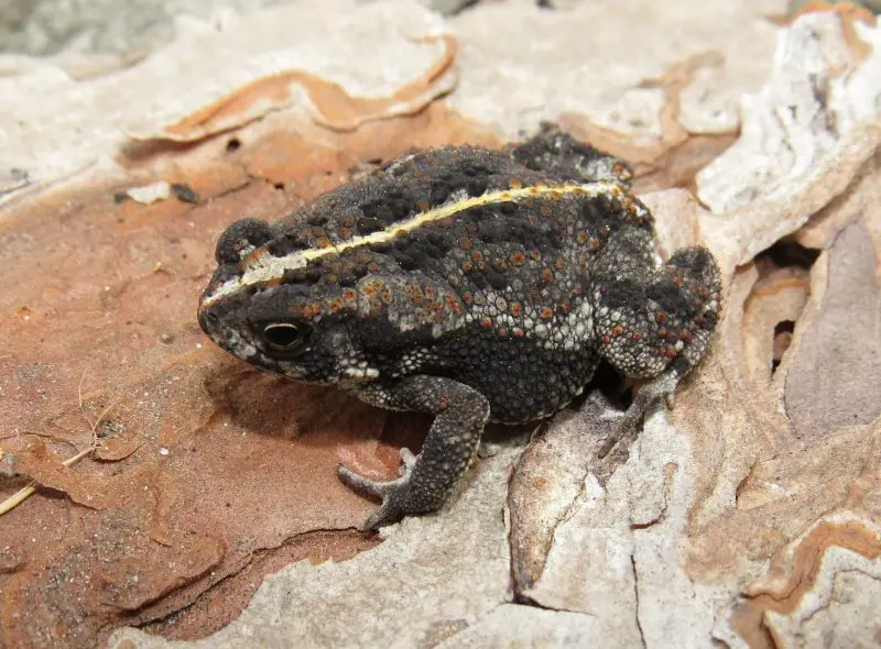 frogs in Georgia