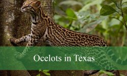 Exploring Ocelots in Texas: Identification and Where to See Them