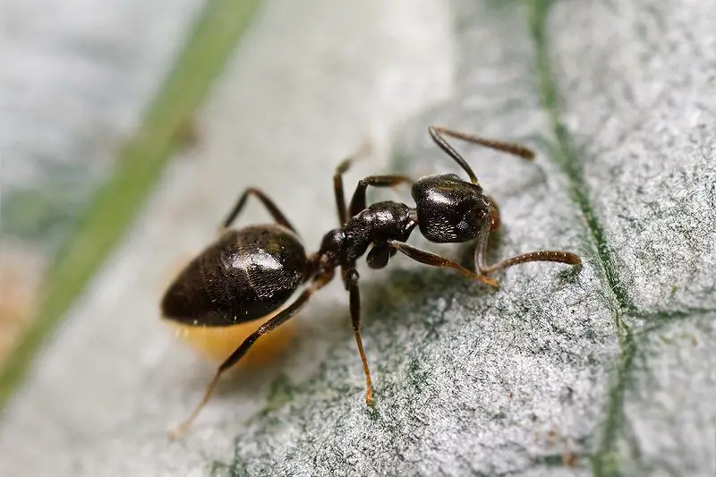 Biting Ants in Tennessee