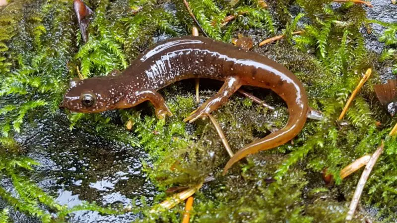 Salamanders in Washington