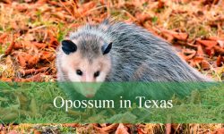 How to Identify Opossum in Texas: A Complete Guide for Beginners