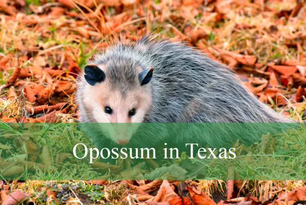 Opossum in Texas
