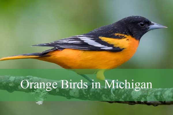 Orange Birds in Michigan