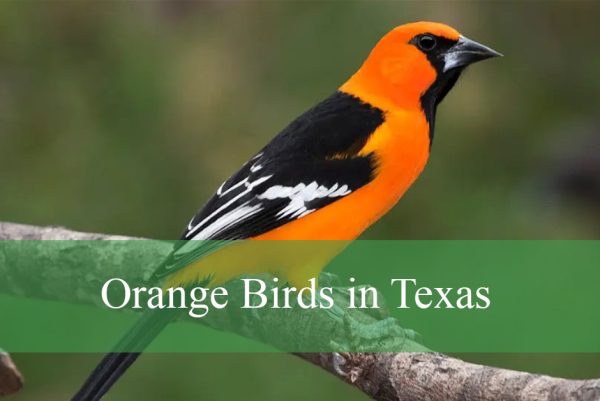 Orange Birds in Texas
