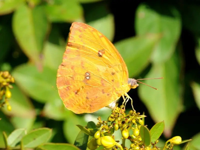 Yellow Butterflies in Florida
