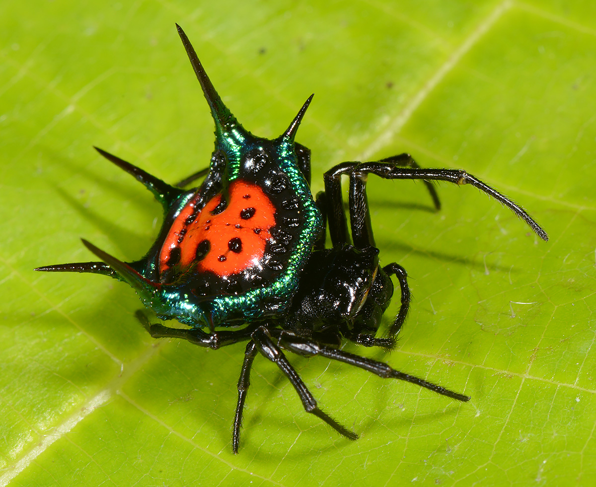 Biting Spiders in Washington State