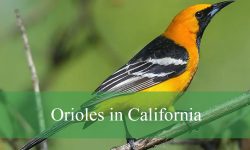 4 Types of Orioles in California (With Pictures and Identification)