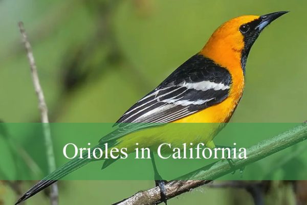 Orioles in California