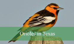 4 Types of Orioles in Texas (With Pictures and Identification)