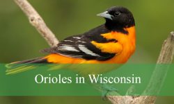 4 Types of Orioles in Wisconsin (With Pictures and Identification)