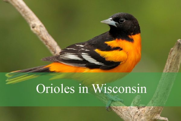 Orioles in Wisconsin