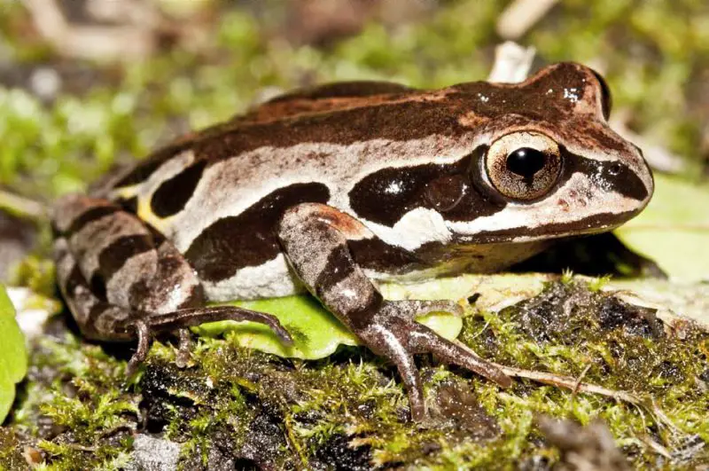 frogs in Georgia
