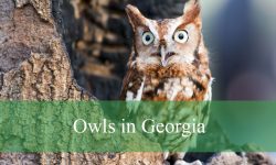 10 Types of Owls in Georgia (With Pictures and Identification)