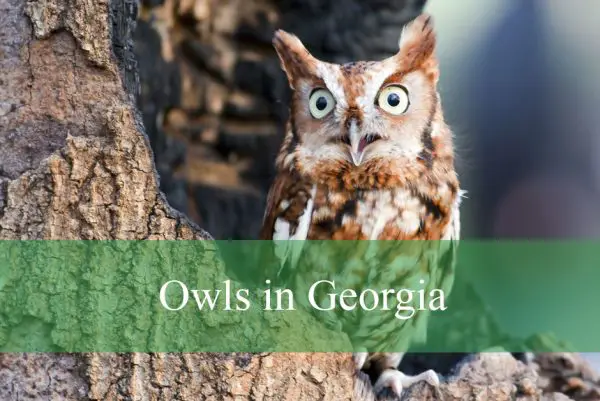 Owls in Georgia