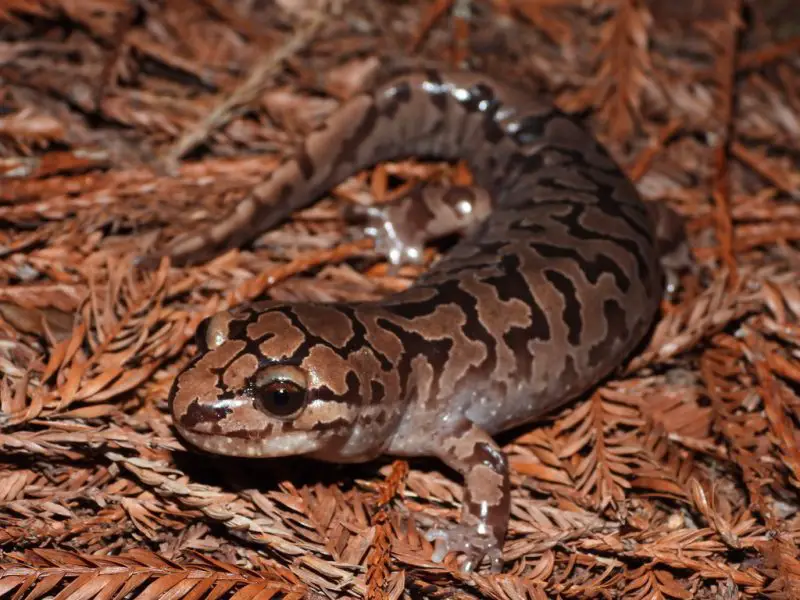 Salamanders in Washington