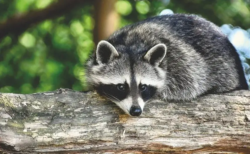 Raccoons in Washington State
