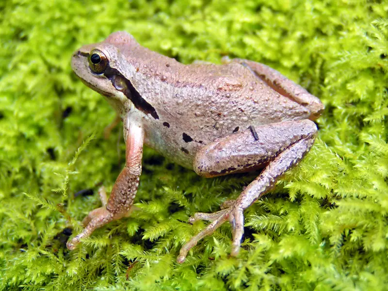Frogs in Arizona