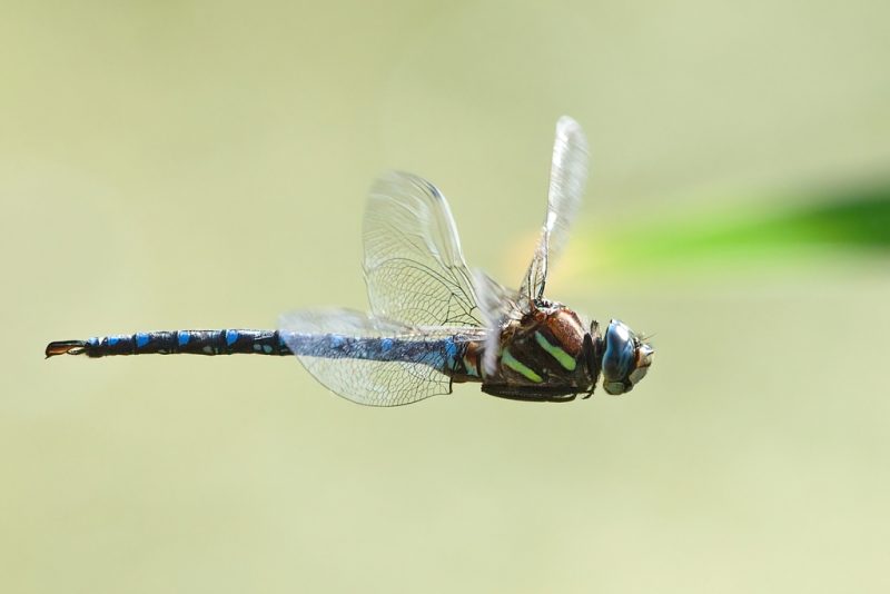 Dragonflies in Colorado