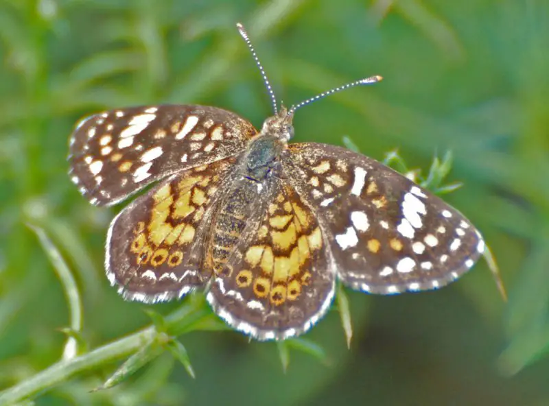 Butterflies in Kansas