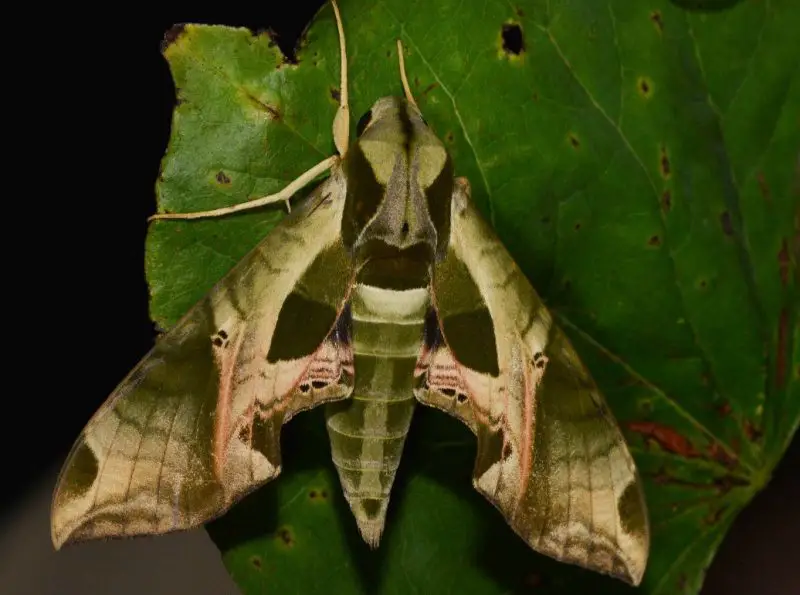 Moths in Colorado