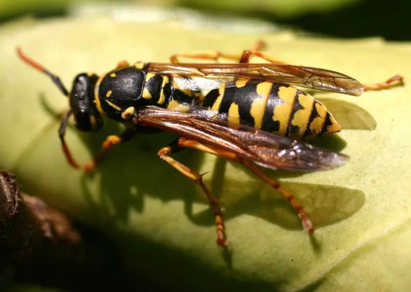 Dangerous Stinging Insects in Washington State