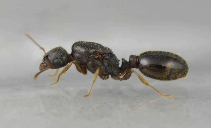 Biting Ants in Michigan