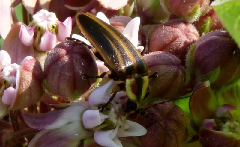 Fireflies in North Carolina