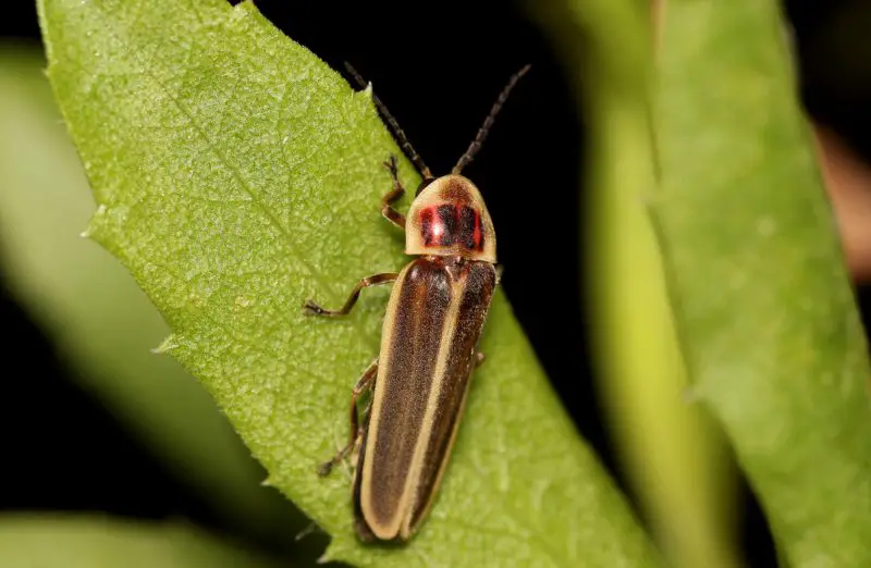 Fireflies in Utah