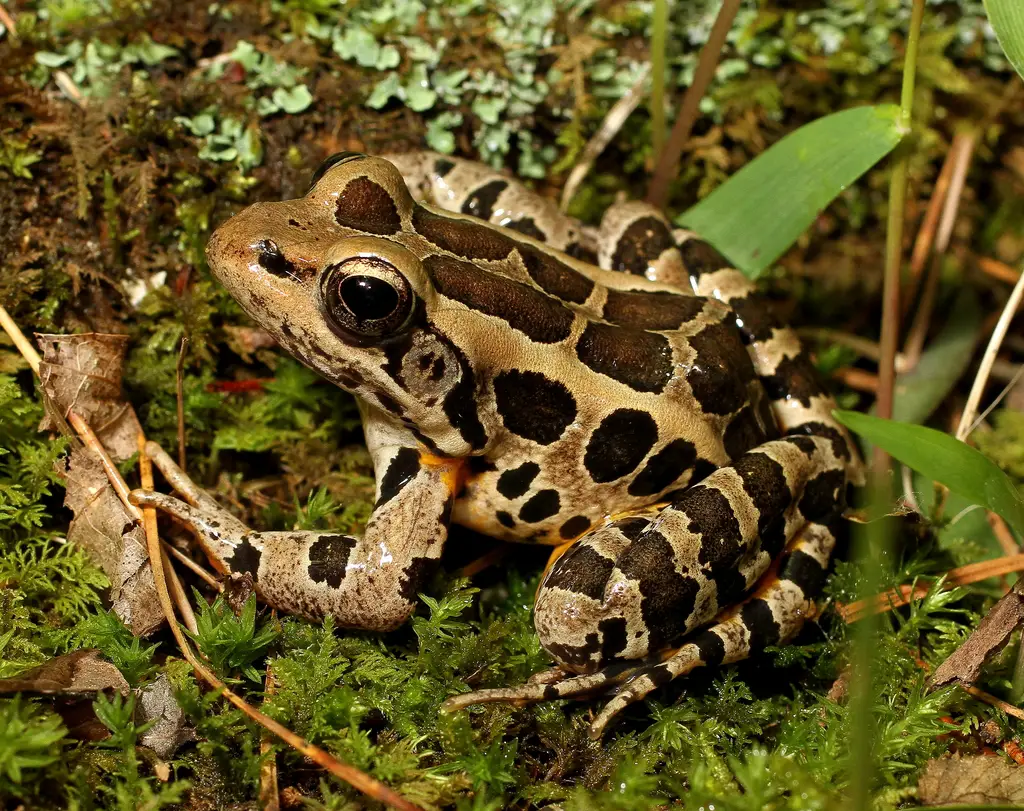 Frogs in Michigan