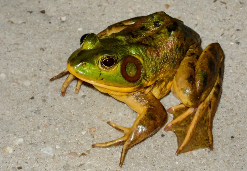 frogs in Georgia