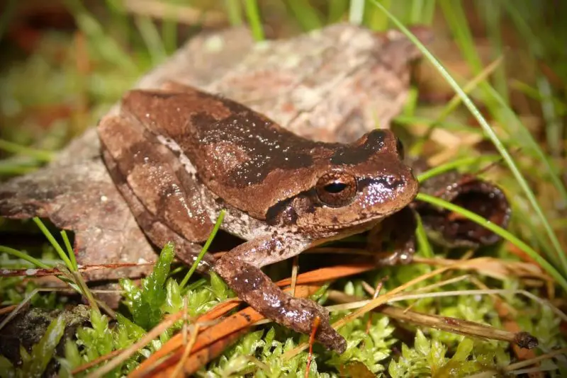 frogs in Georgia