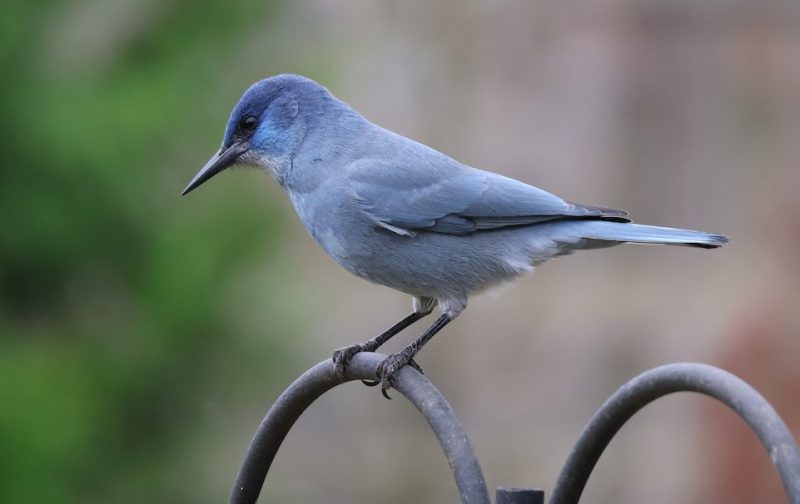 Jays in Arizona