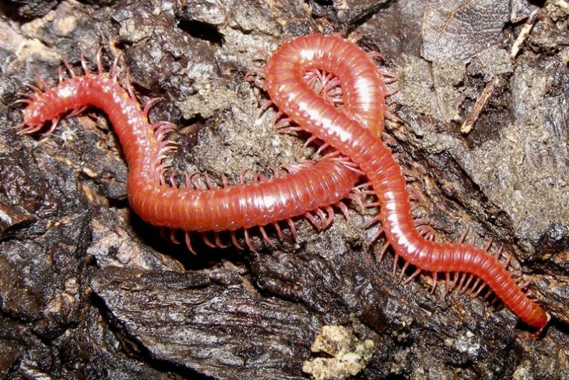 Centipedes in Arkansas