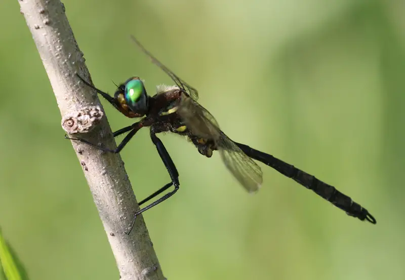 Dragonflies in Colorado