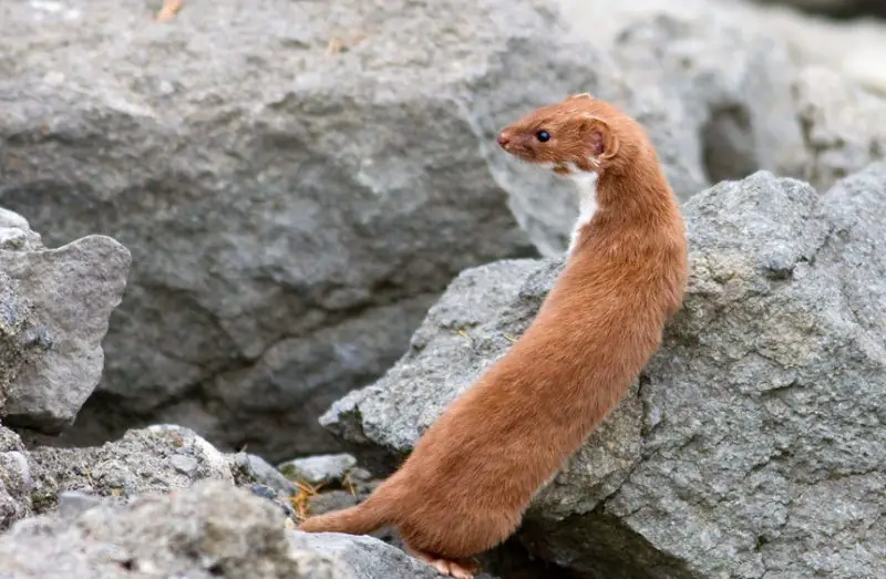 Weasels in Nebraska