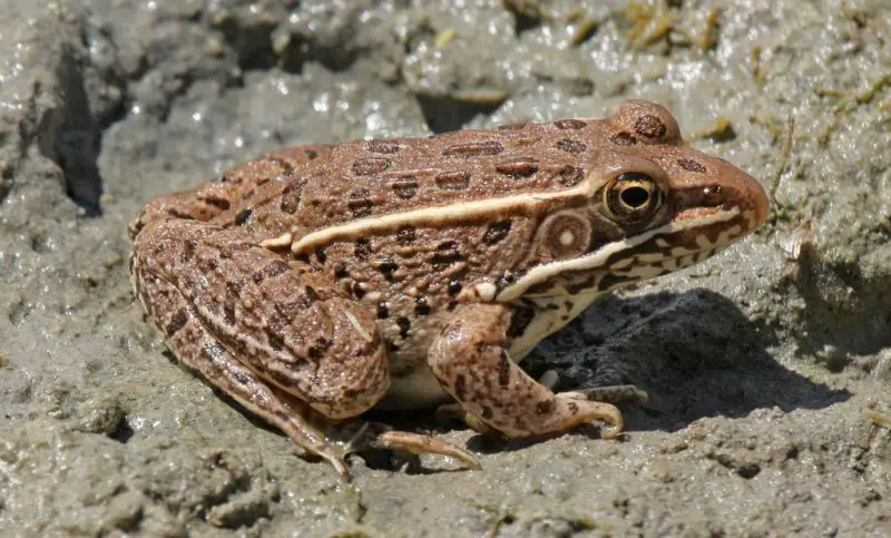 Frogs in Arizona