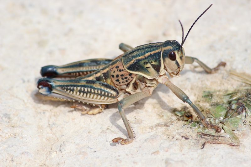Grasshoppers in Montana