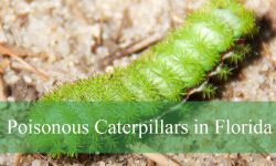 7 Poisonous Caterpillars in Florida (With Pictures and Identification)