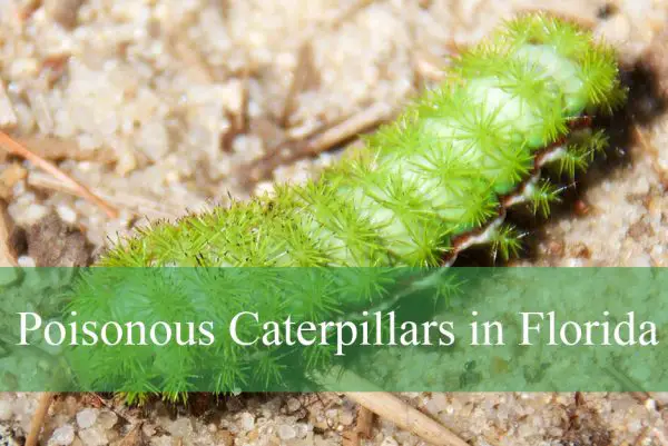 Poisonous Caterpillars in Florida
