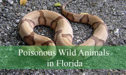 12 Poisonous Wild Animals in Florida (With Pictures and ID Guide)